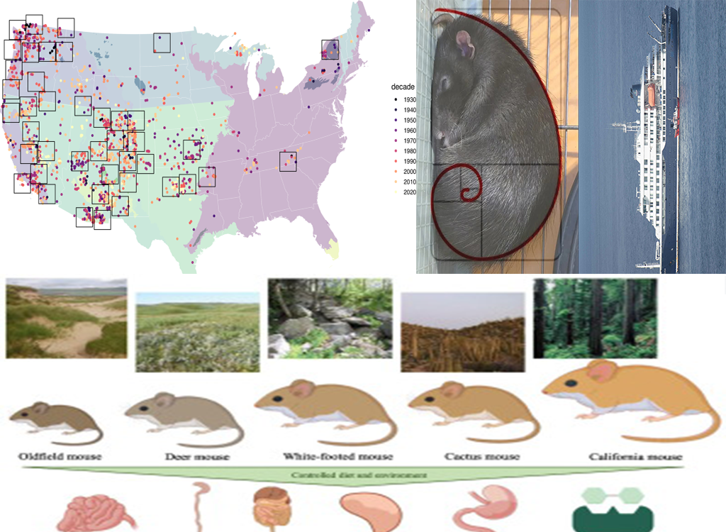 Deer mouse β hantavirus carrier
